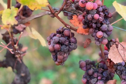 Weihnachtskeller - Die Geheimnisse der Spätlese - Exploregion