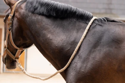 Meine Hanf-Longe / -Leine - Exploregion