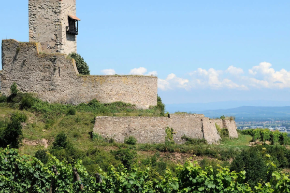 elsässische Weinberge und Verkostung - Exploregion