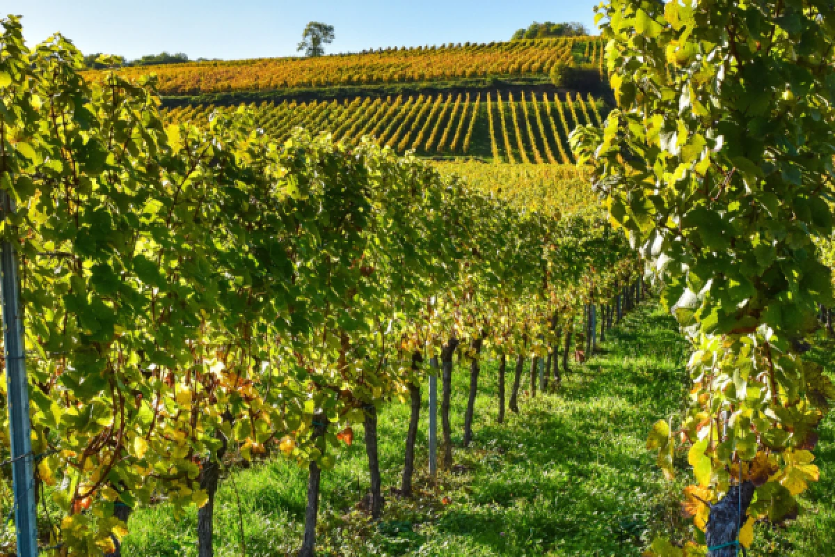 elsässische Weinberge und Verkostung - Exploregion