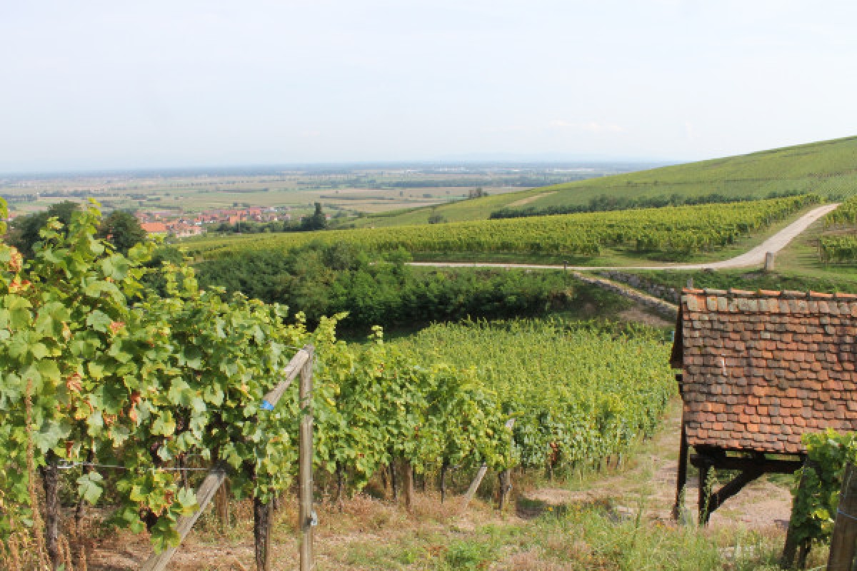 Genussvolle Weinwanderung - Exploregion