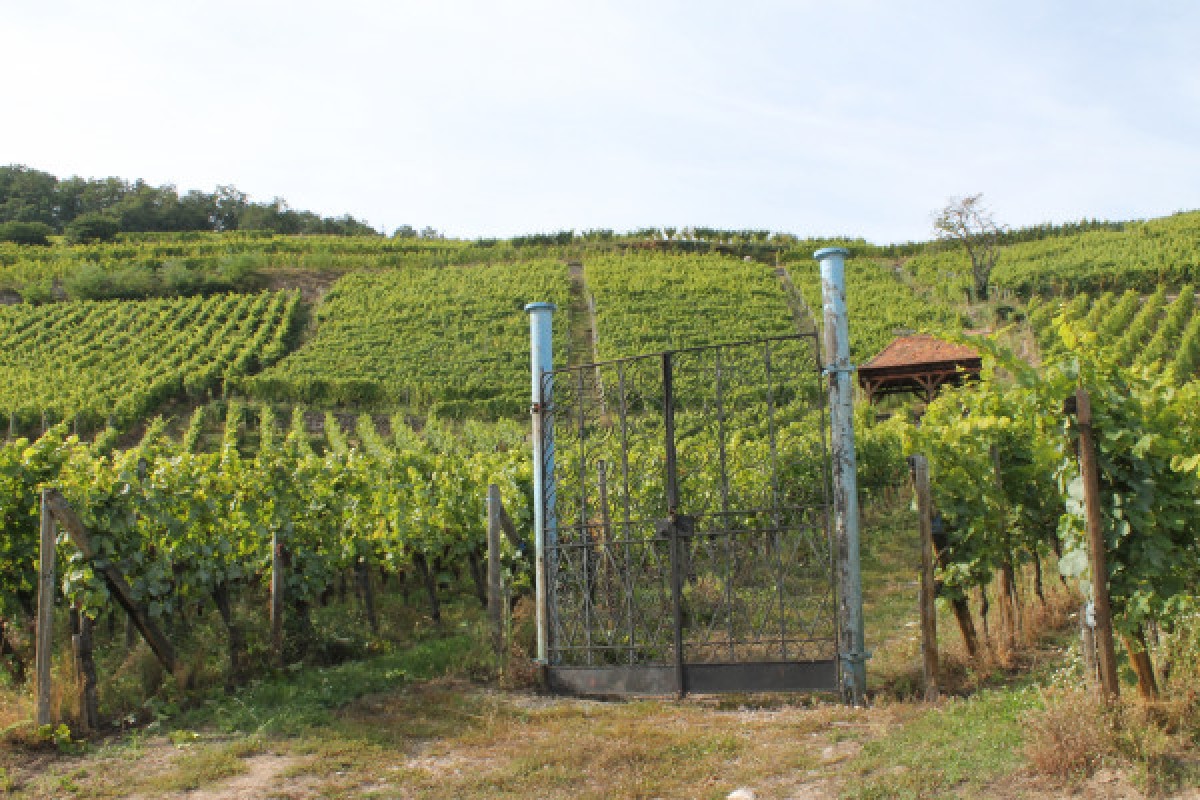 Genussvolle Weinwanderung - Exploregion