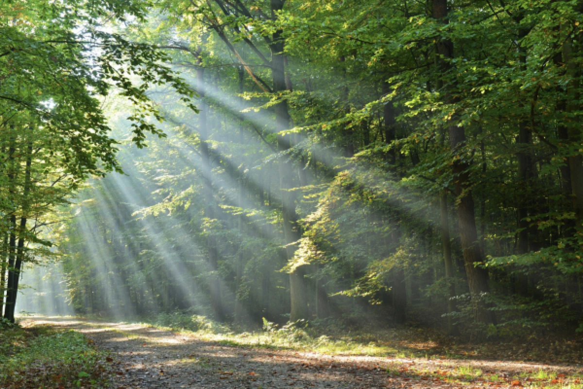 DIGITALE SCHNITZELJAGD ZU FUSS ODER MIT DEM FAHRRAD - Exploregion