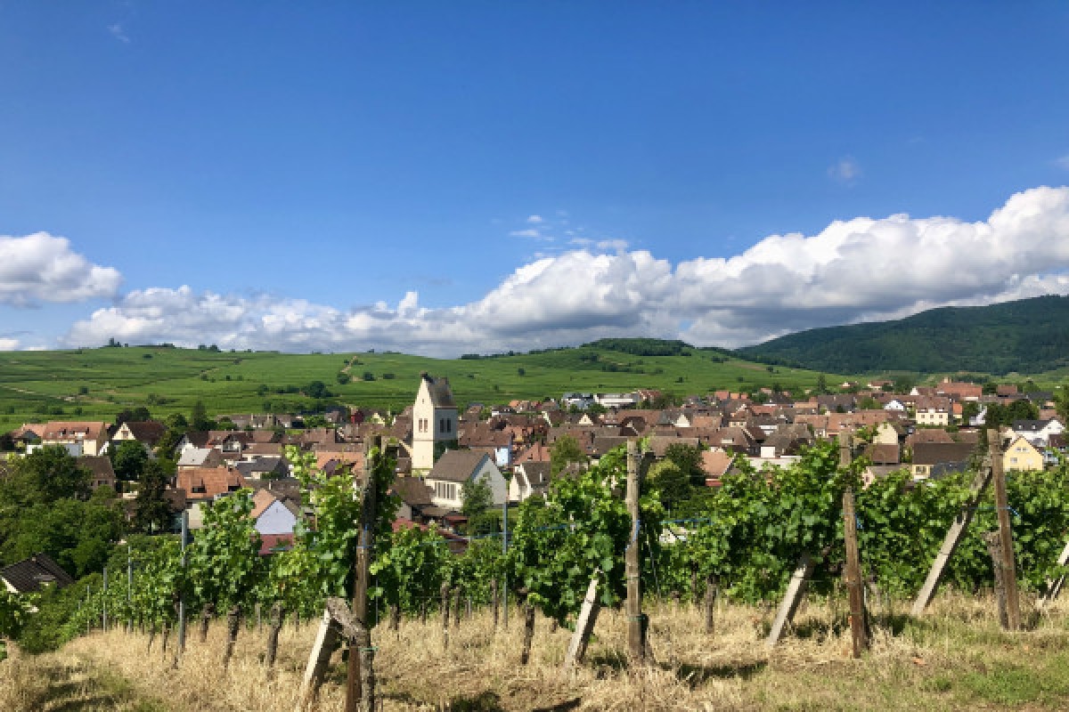 Entdeckungsreise durch die Weinberge: Von der Seele eines Weinguts - Exploregion