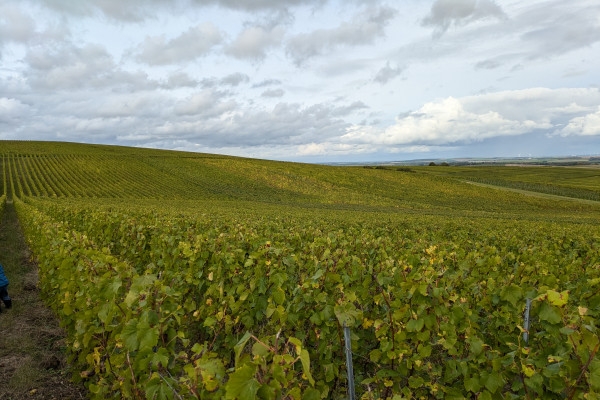 Tasting of 3 vintages in the vineyard - Nogent l'Abbesse - Exploregion