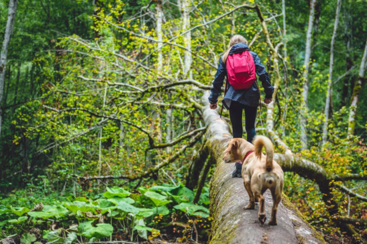 DIGITAL TREASURE WINTZENHEIM (BY FOOT) - Exploregion DIGITAL TREASURE WINTZENHEIM (BY FOOT) - Exploregion