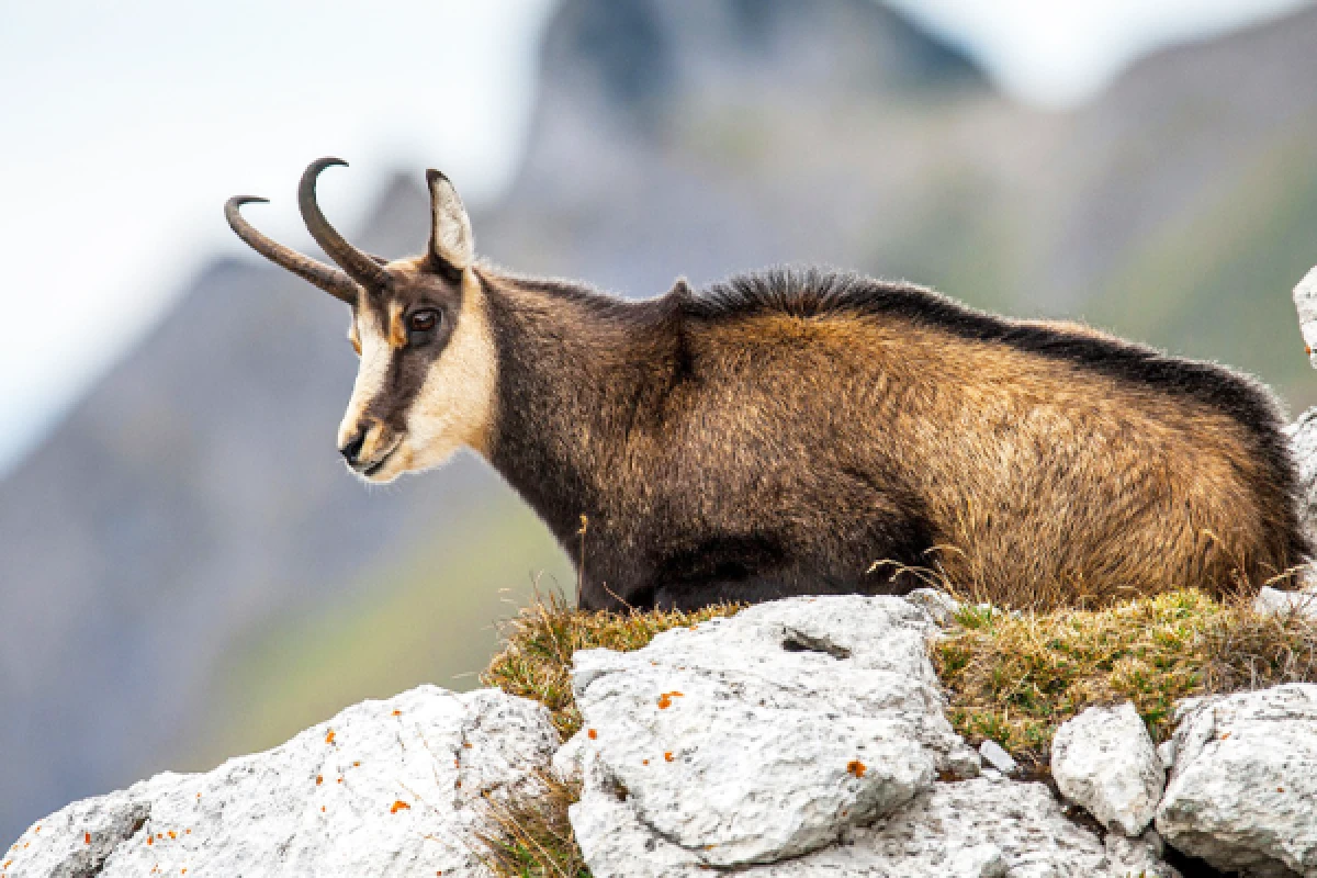 Entdecken Sie den Champion unserer Berge, die Gämse! - Exploregion