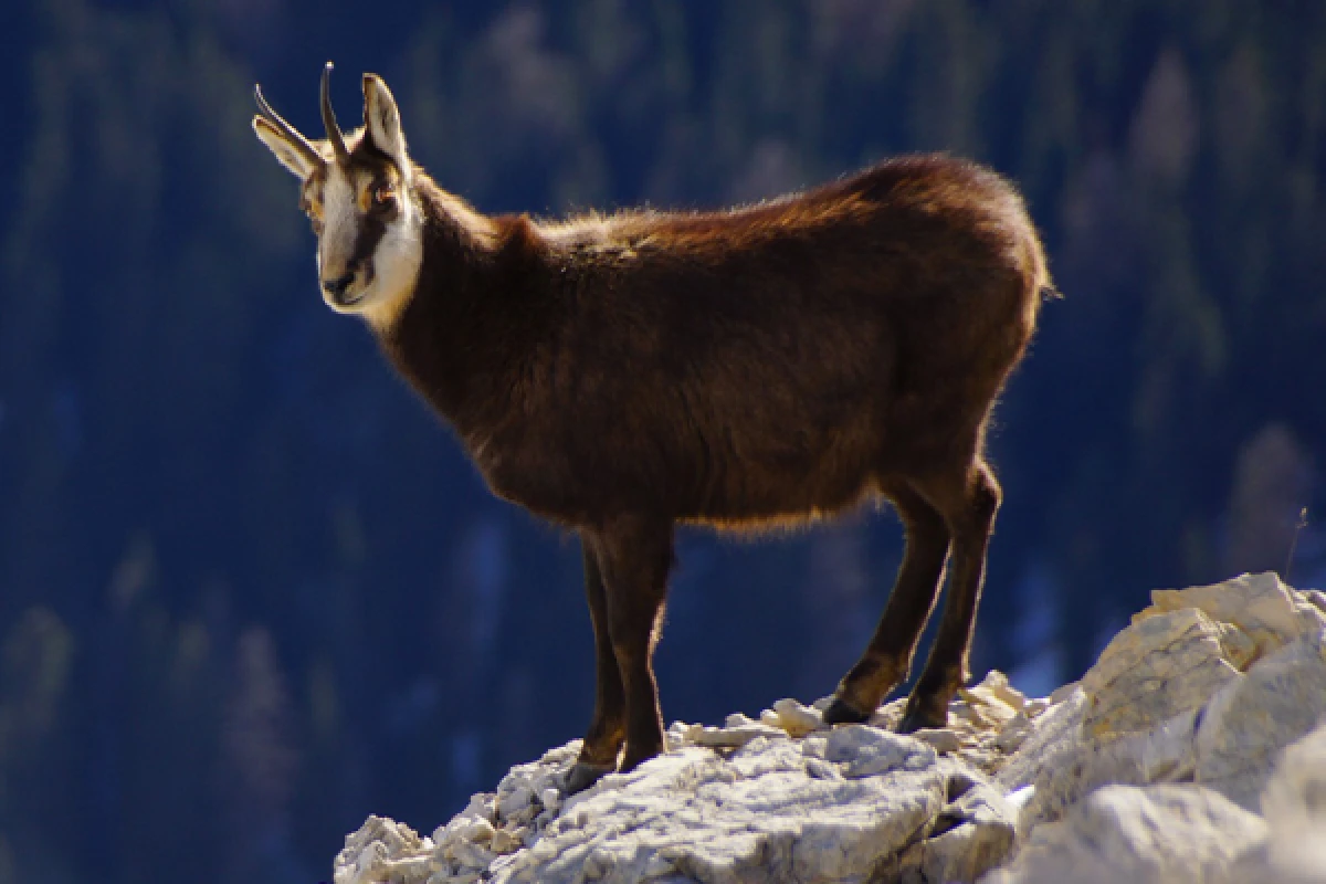 Entdecken Sie den Champion unserer Berge, die Gämse! - Exploregion