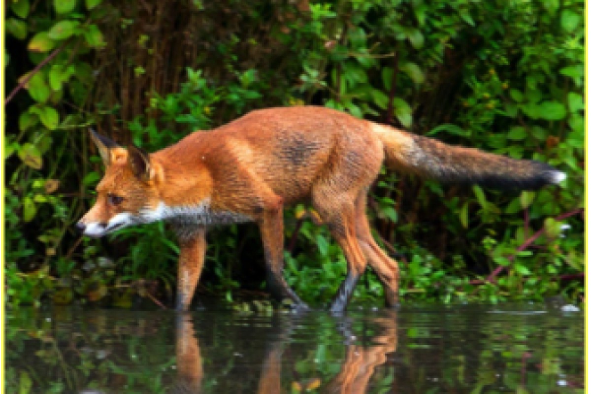 Schnitzeljagd auf den Spuren der Tiere - Exploregion