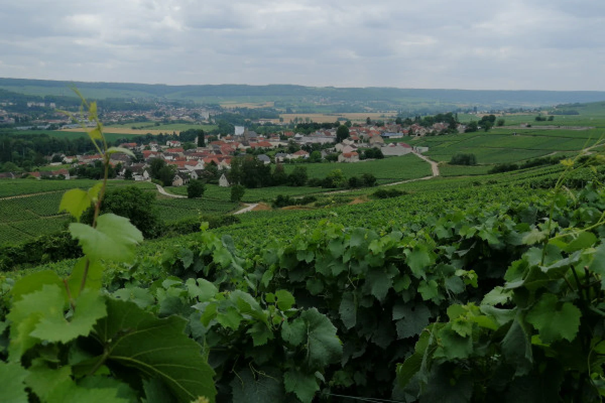 The Gourmet Immersion - Walking Stroll, Tour & Gastronomy - Exploregion