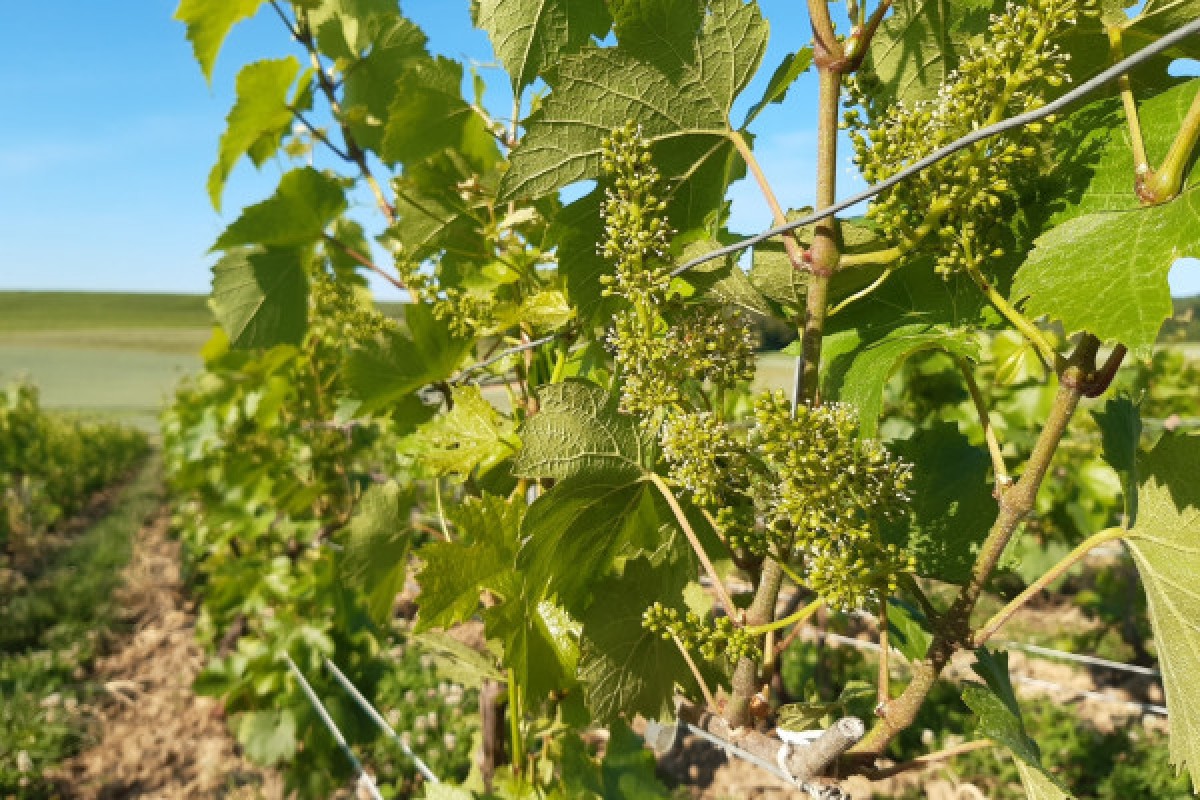 The agroecological viticulture at Champagne V&G Dupont - Exploregion