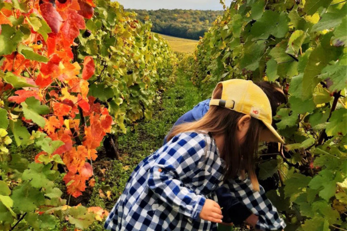 The agroecological viticulture at Champagne V&G Dupont - Exploregion