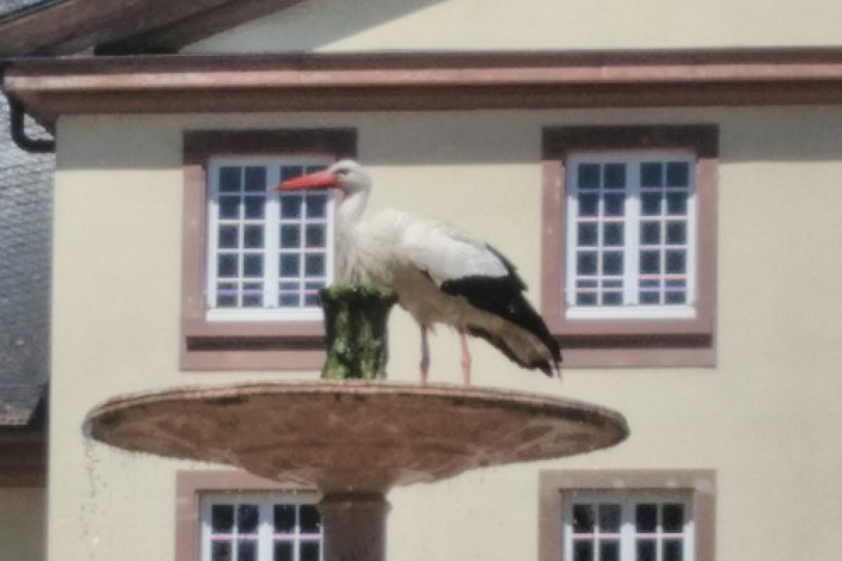 Rickscha Tour: Circuit ABC - Exploregion