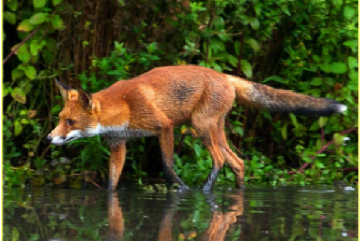 Schnitzeljagd auf den Spuren der Tiere - Exploregion