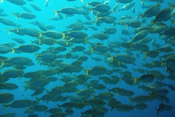 Supervised Diver Training 12m - Exploregion