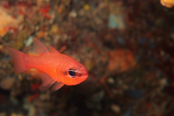 Supervised Diver Training 12m - Exploregion