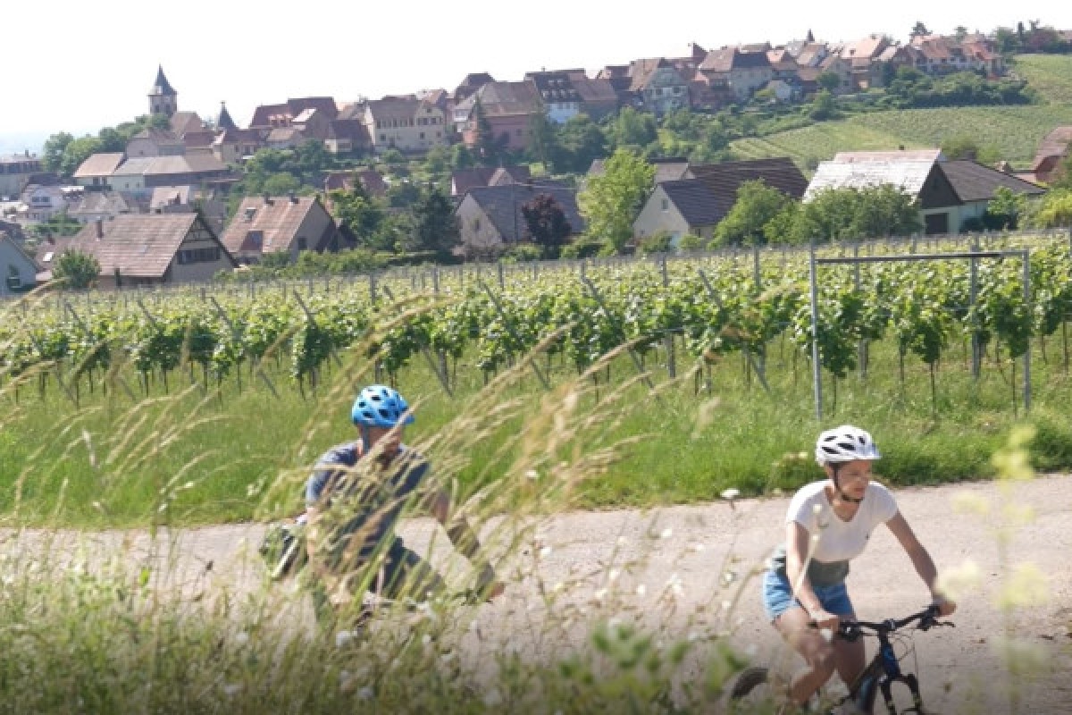 EBike, Picnic & Wine - Exploregion