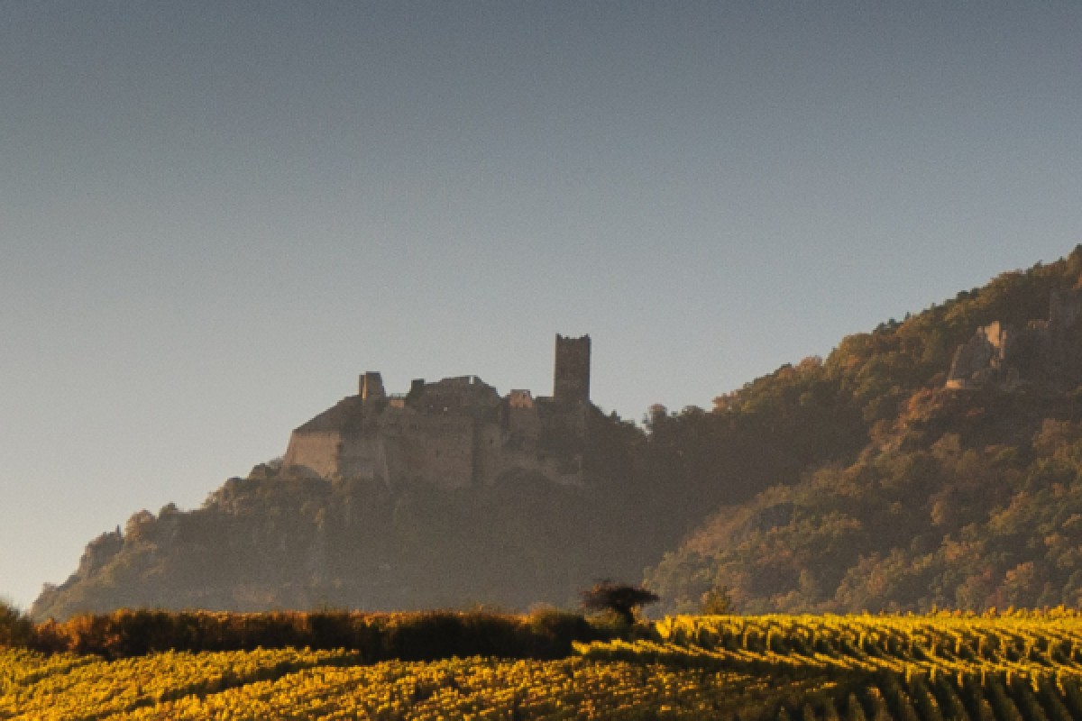 elsässische Weinberge und Verkostung - Exploregion