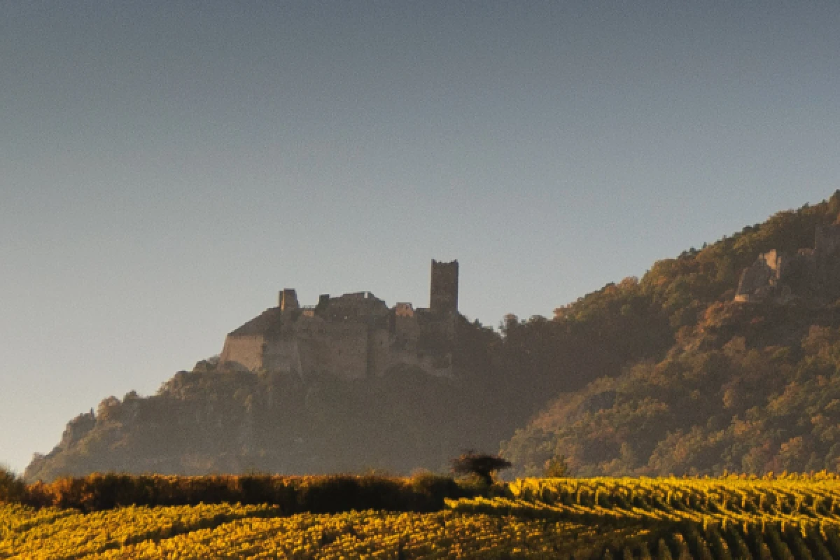 elsässische Weinberge und Verkostung - Exploregion