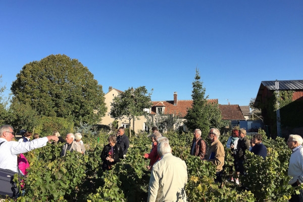 Visit and Chablis wine tasting at Domaine Clotilde Davenne in French - Exploregion