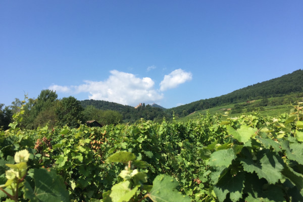 Wonders of Alsatian wine road - Exploregion